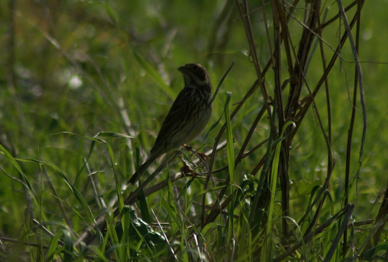 altro aiuto altro passeriforme
